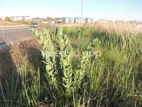 toadflax, Dalmatian